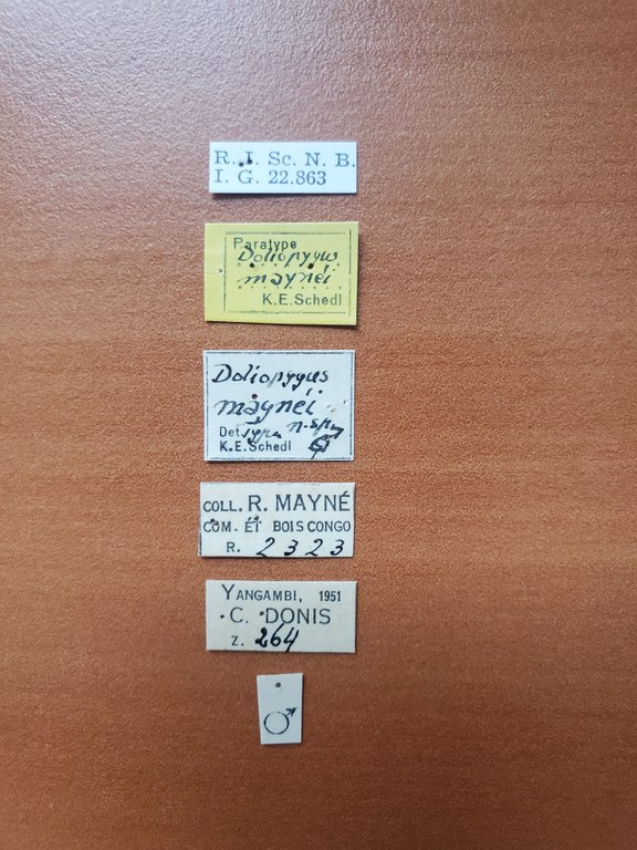 Doliopygus maynei M pt Labels Doliopygus maynei M pt Labels