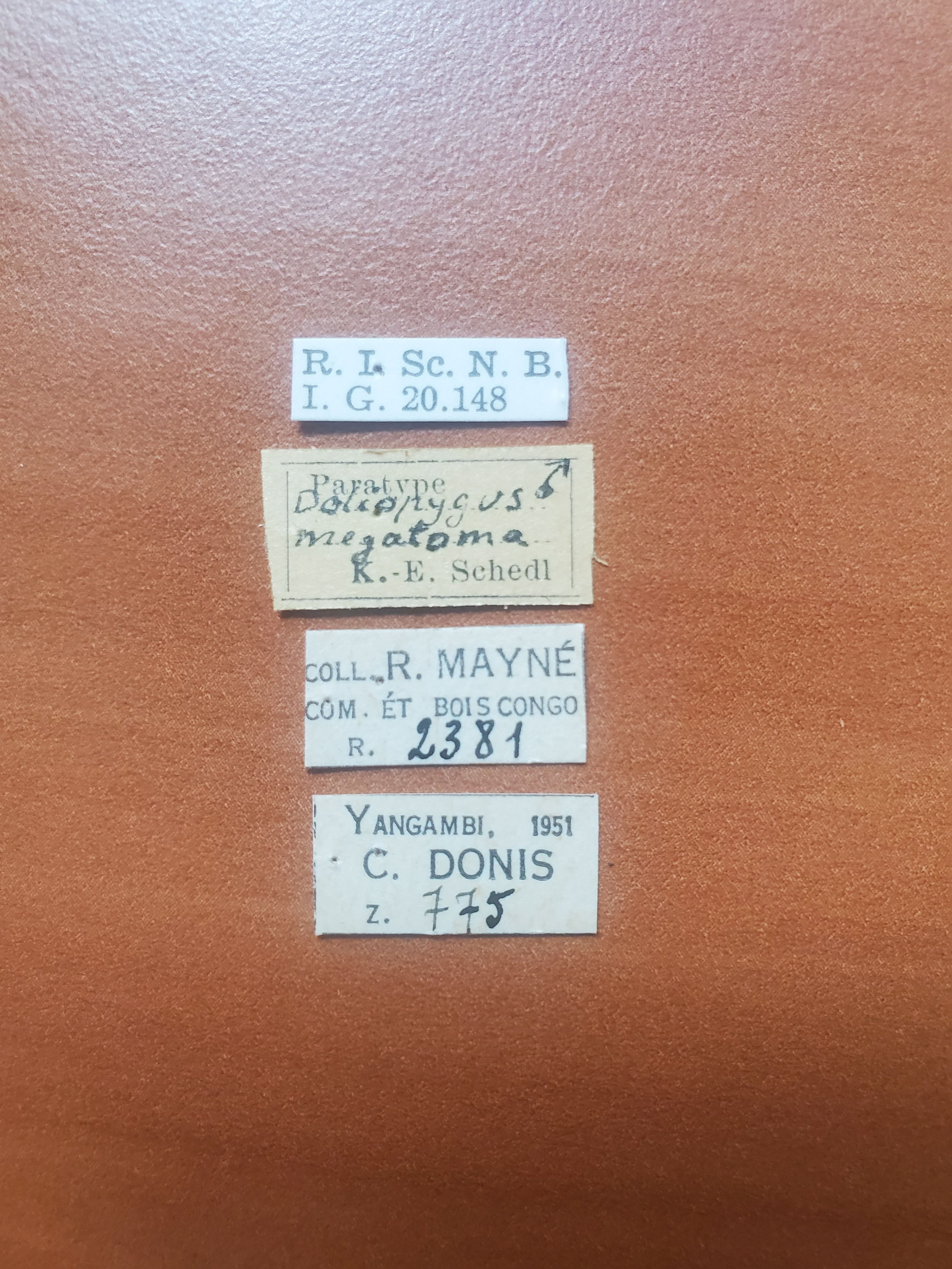 Doliopygus megatonia M pt Labels
