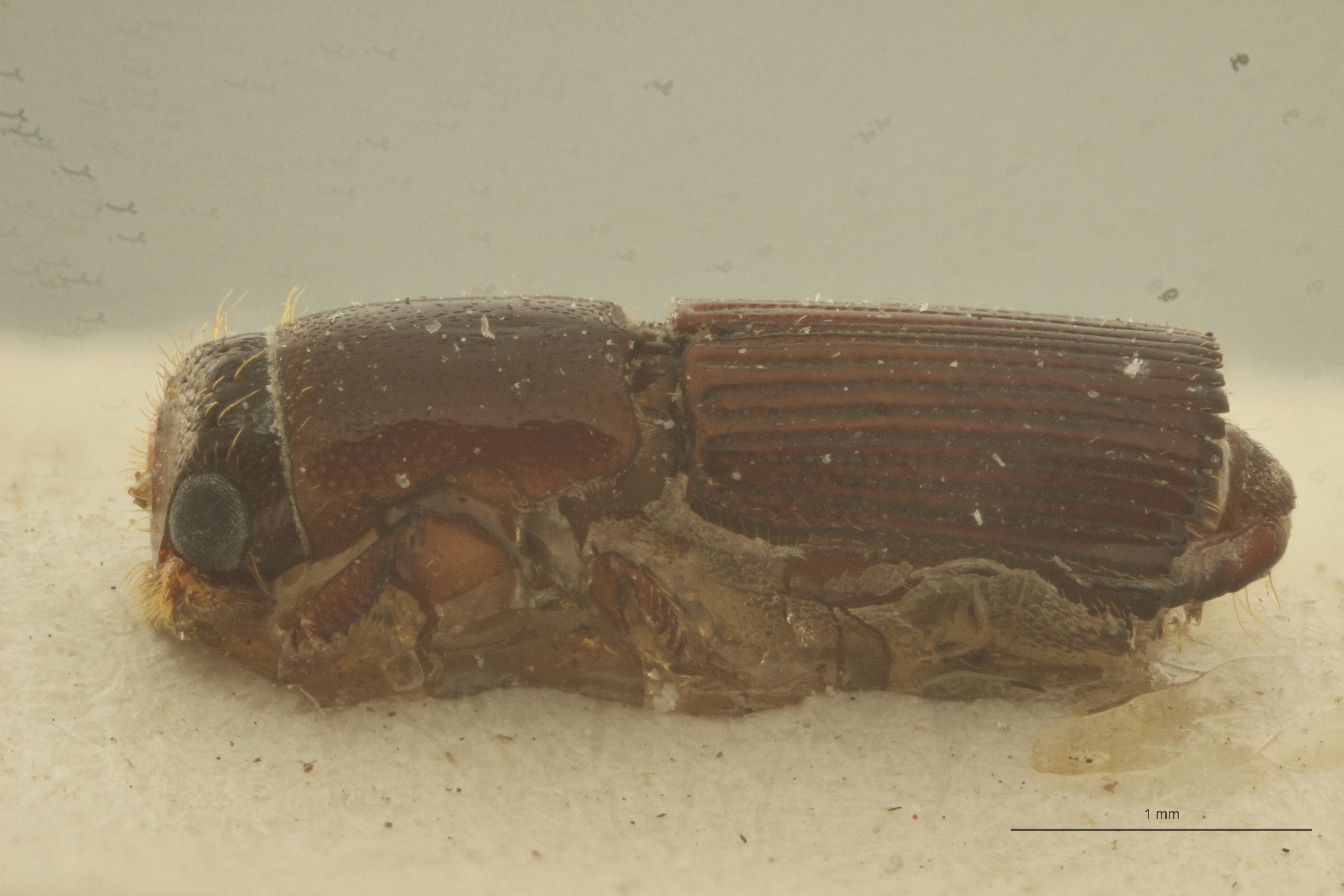 Doliopygus megatonia M pt L
