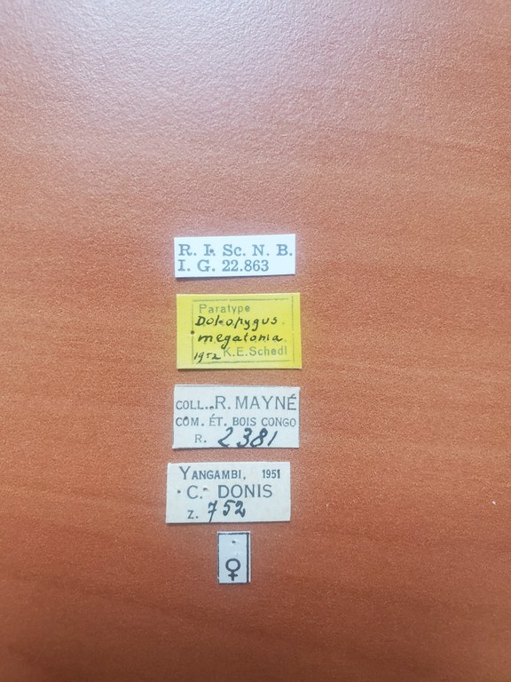 Doliopygus megatonia F pt Labels Doliopygus megatonia F pt Labels