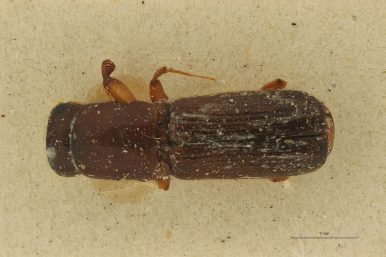 Doliopygus megatonia F pt D Doliopygus megatonia F pt D