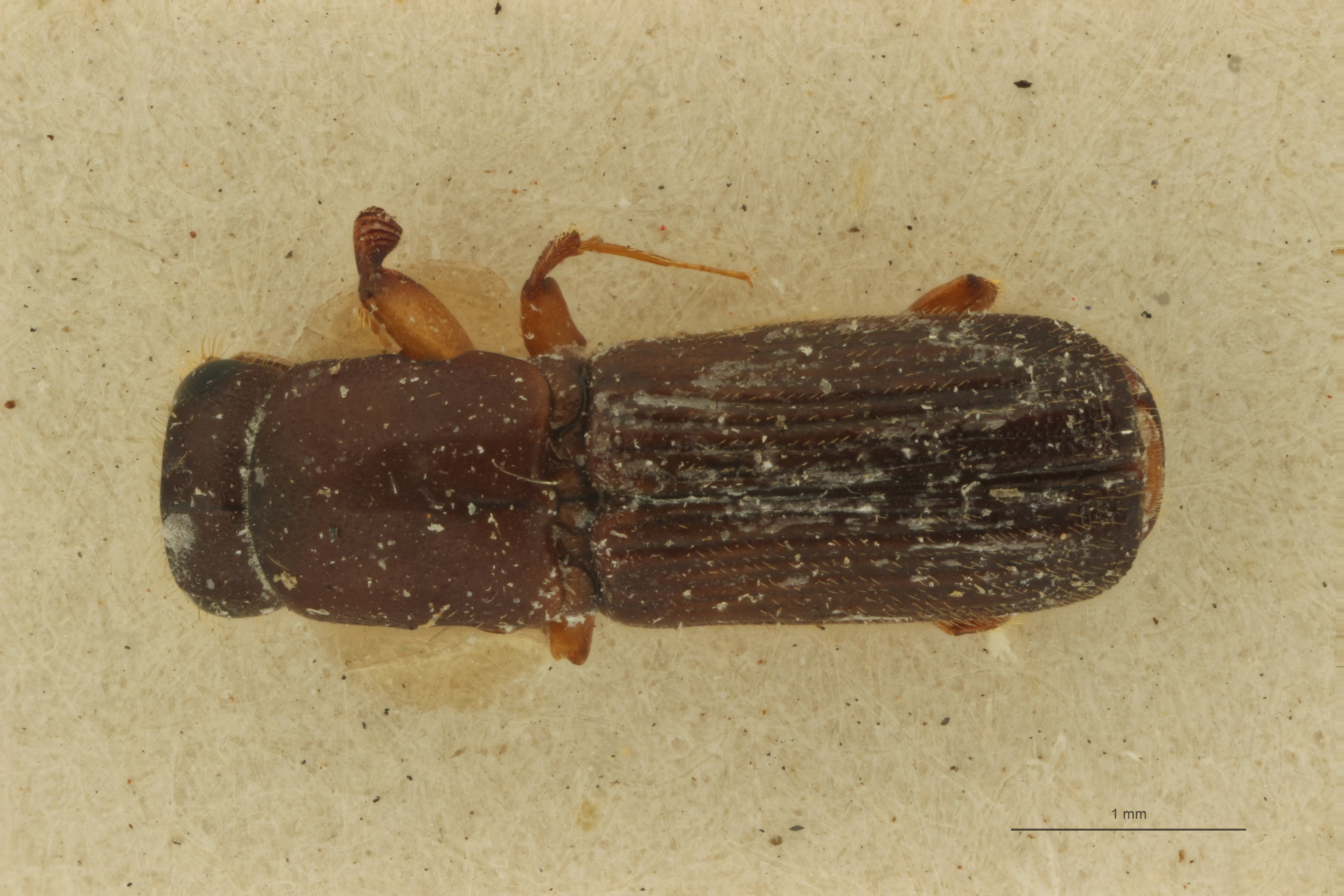 Doliopygus megatonia F pt D
