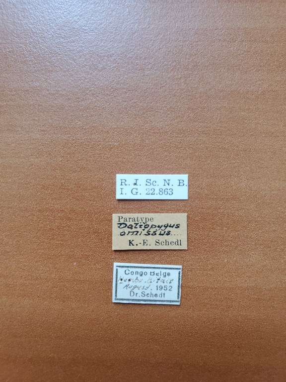 Doliopygus omissus pt Labels