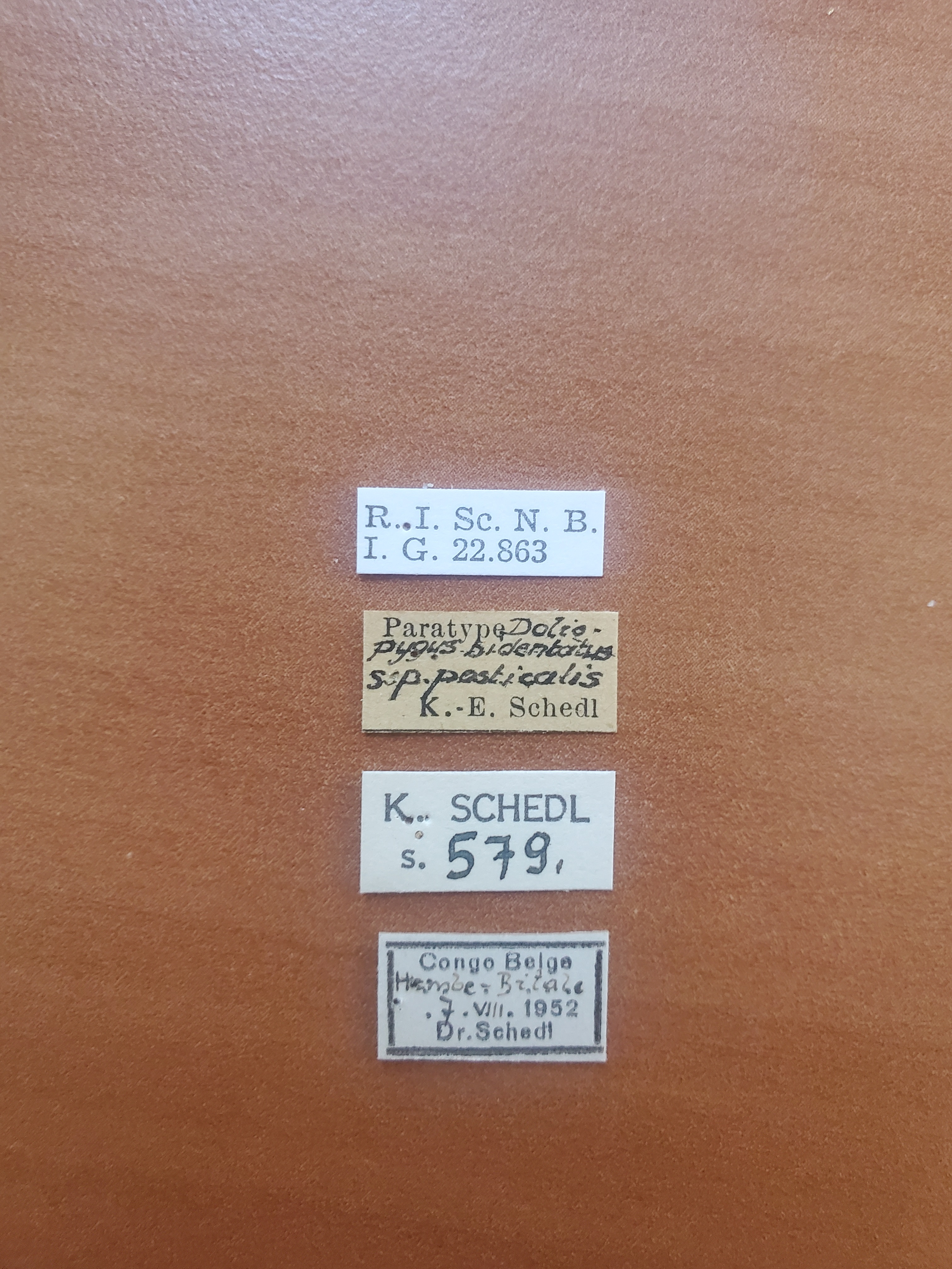 Doliopygus posticalis pt Labels
