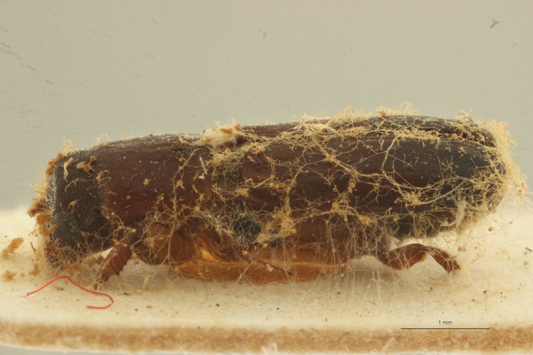 Doliopygus posticalis pt L