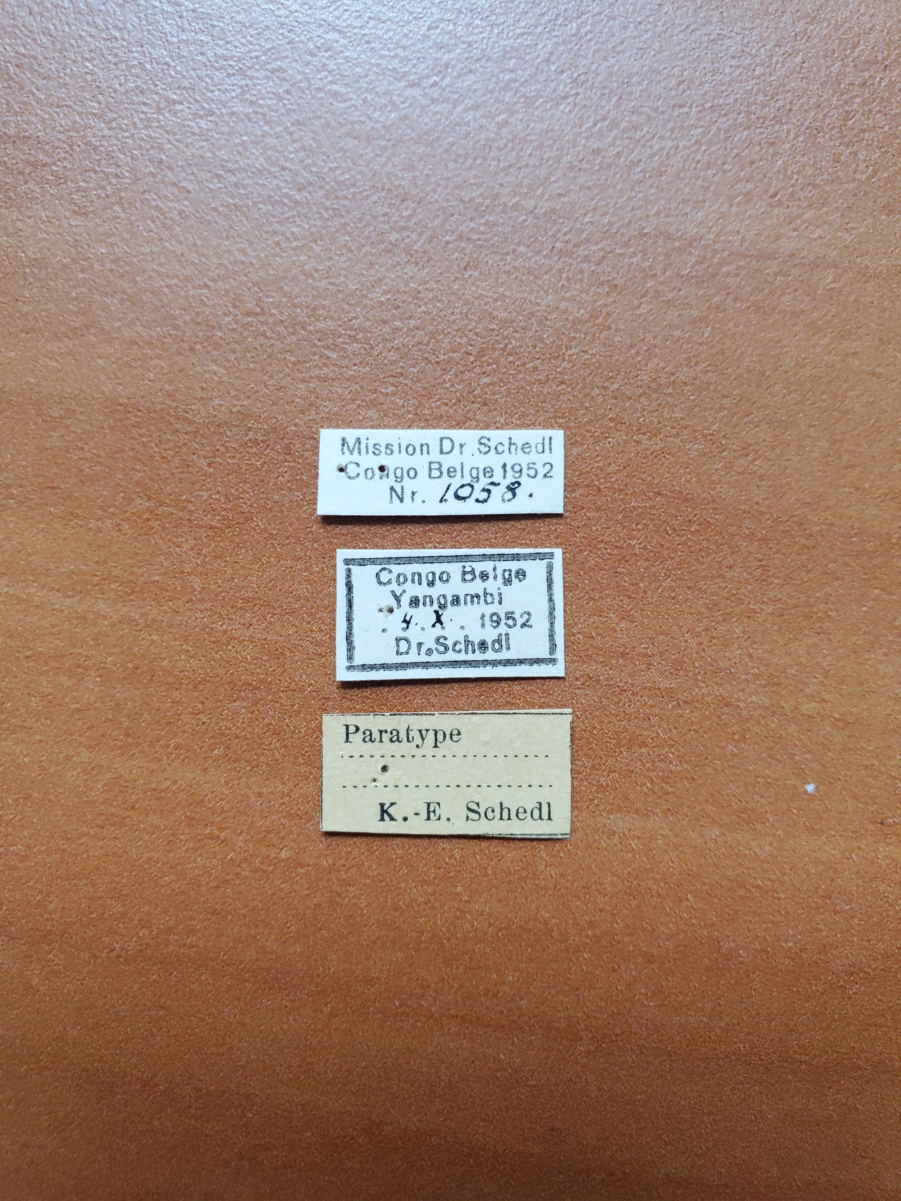 Doliopygus propinquus pt Labels