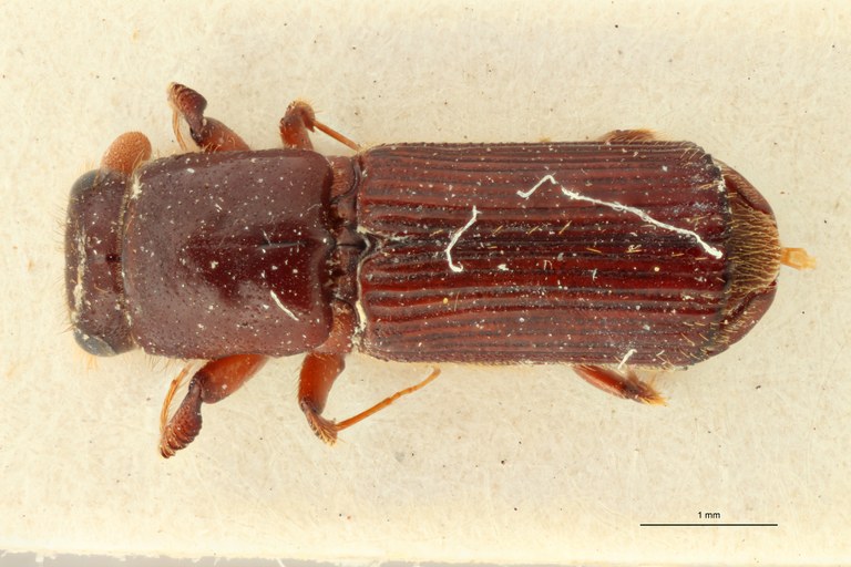 Doliopygus punctiventris pt D