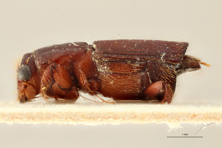 Doliopygus punctiventris pt L
