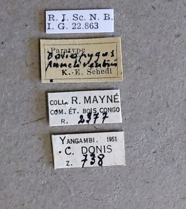 Doliopygus punctiventris pt Labels