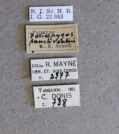 Doliopygus punctiventris pt Labels