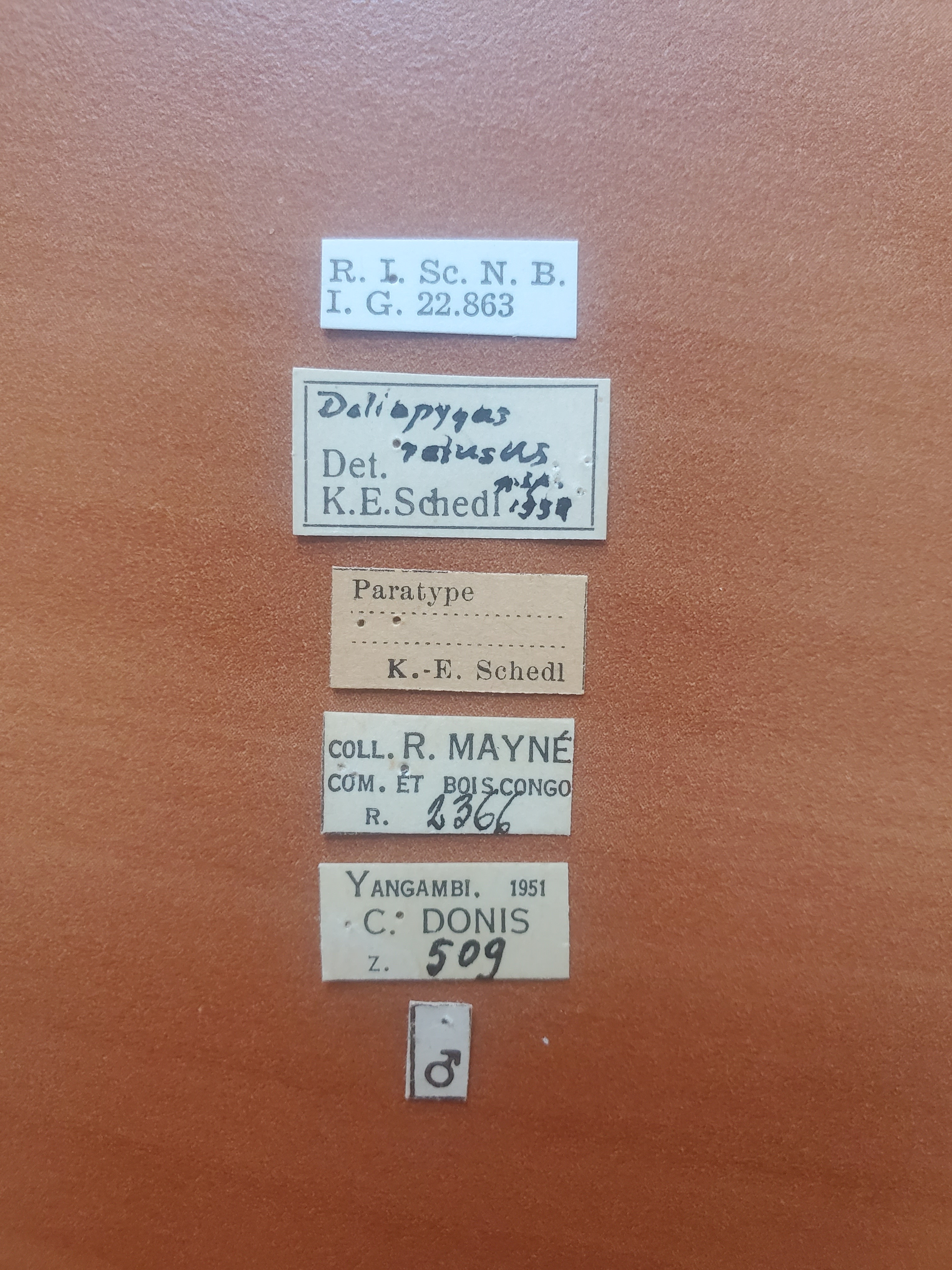 Doliopygus retusus M pt Labels