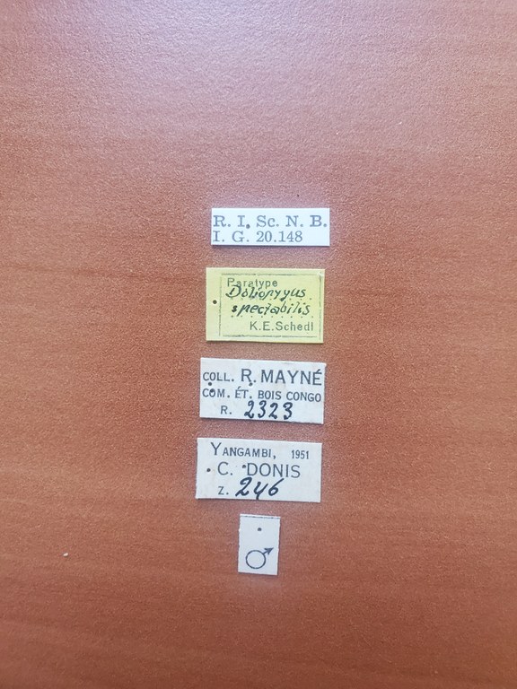 Doliopygus spectabilis M pt Labels Doliopygus spectabilis M pt Labels