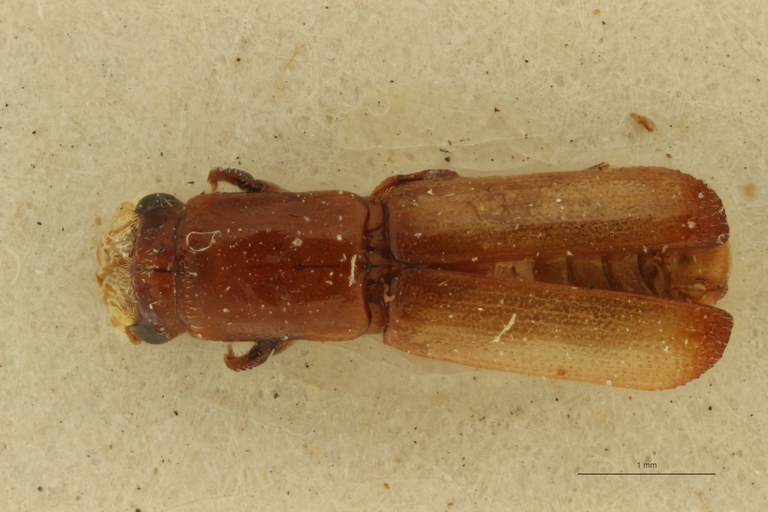Doliopygus spectabilis F pt D Doliopygus spectabilis F pt D