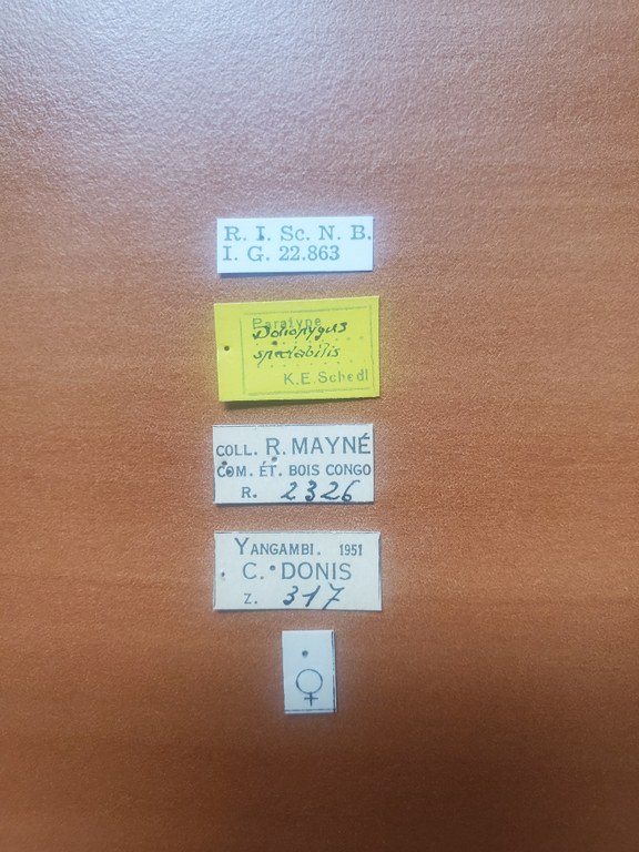 Doliopygus spectabilis F pt Labels Doliopygus spectabilis F pt Labels