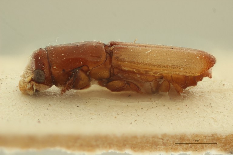 Doliopygus spectabilis F pt L Doliopygus spectabilis F pt L