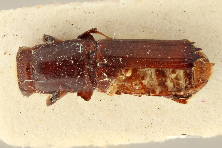 Doliopygus staneri M pt D Doliopygus staneri M pt D