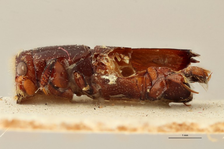 Doliopygus staneri M pt L Doliopygus staneri M pt L
