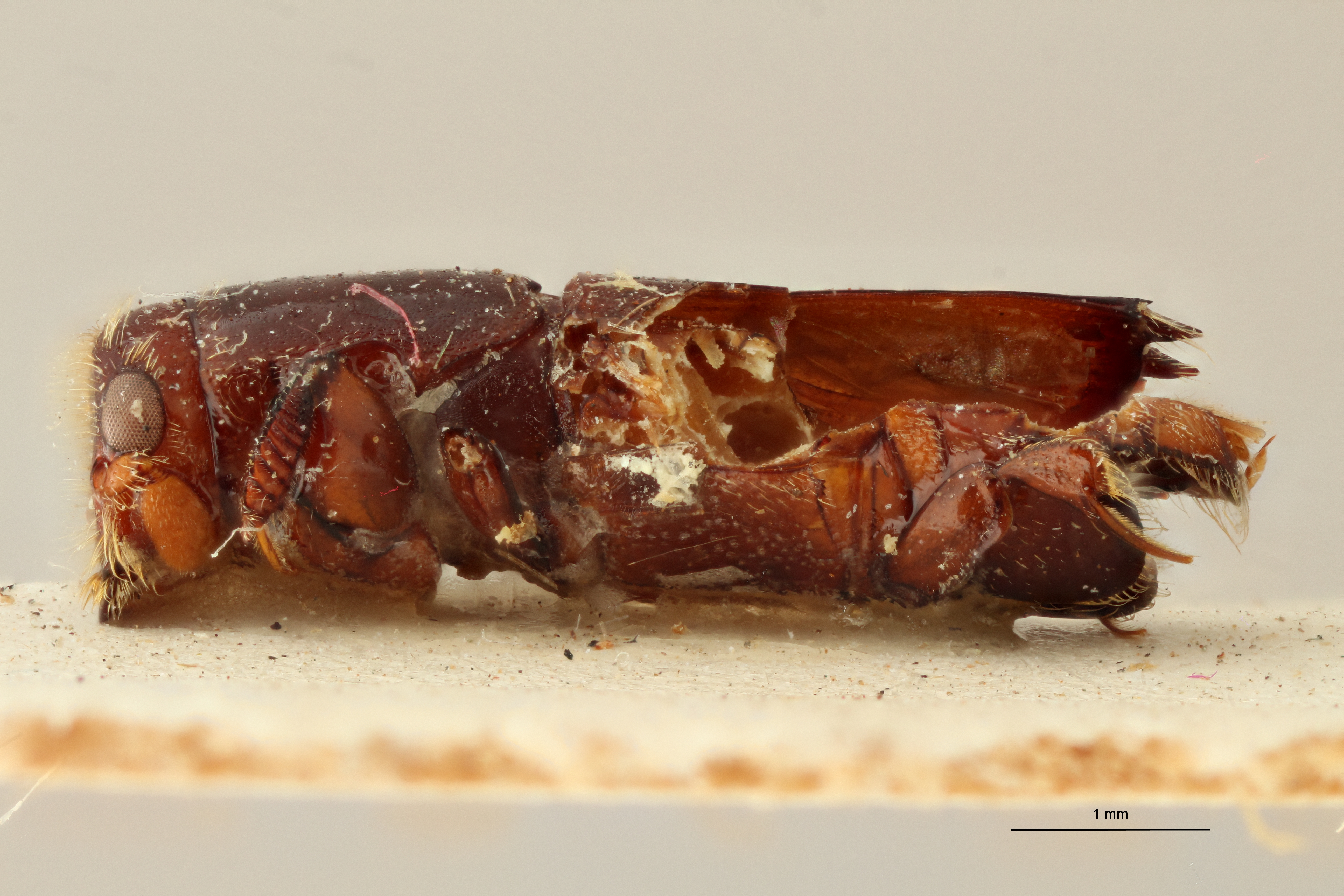 Doliopygus staneri M pt L