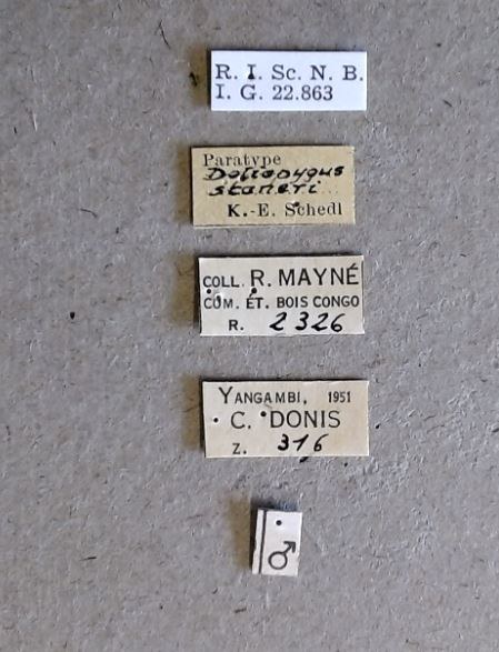 Doliopygus staneri M pt Labels Doliopygus staneri M pt Labels