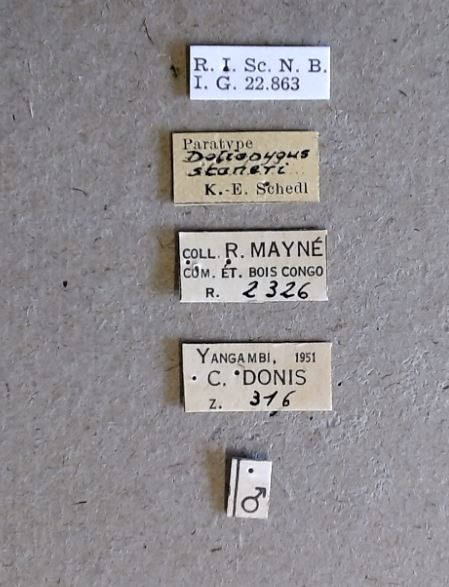 Doliopygus staneri M pt Labels