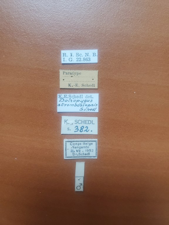 Doliopygus strombosiopsis M pt Labels Doliopygus strombosiopsis M pt Labels