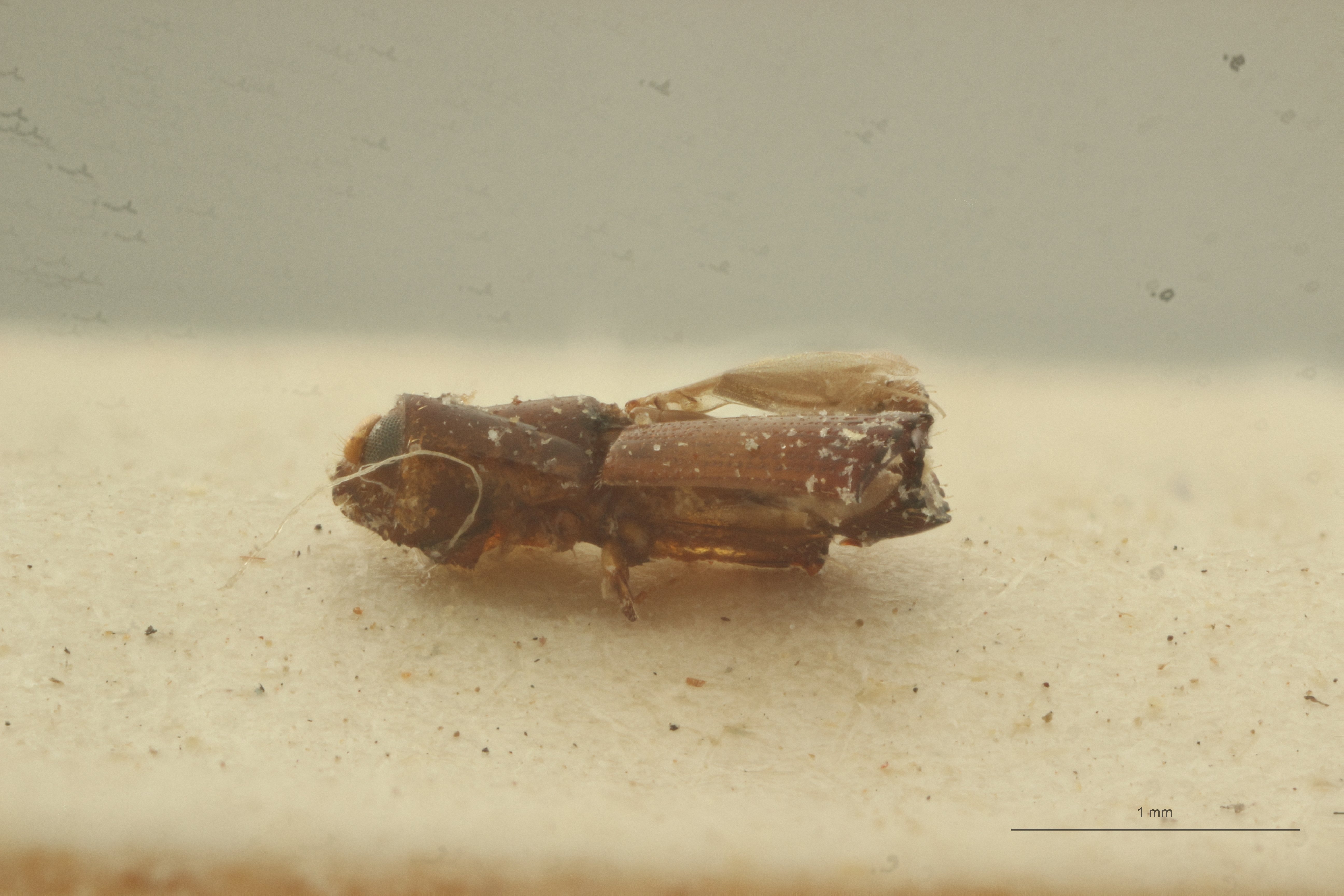 Doliopygus strombosiopsis M pt L