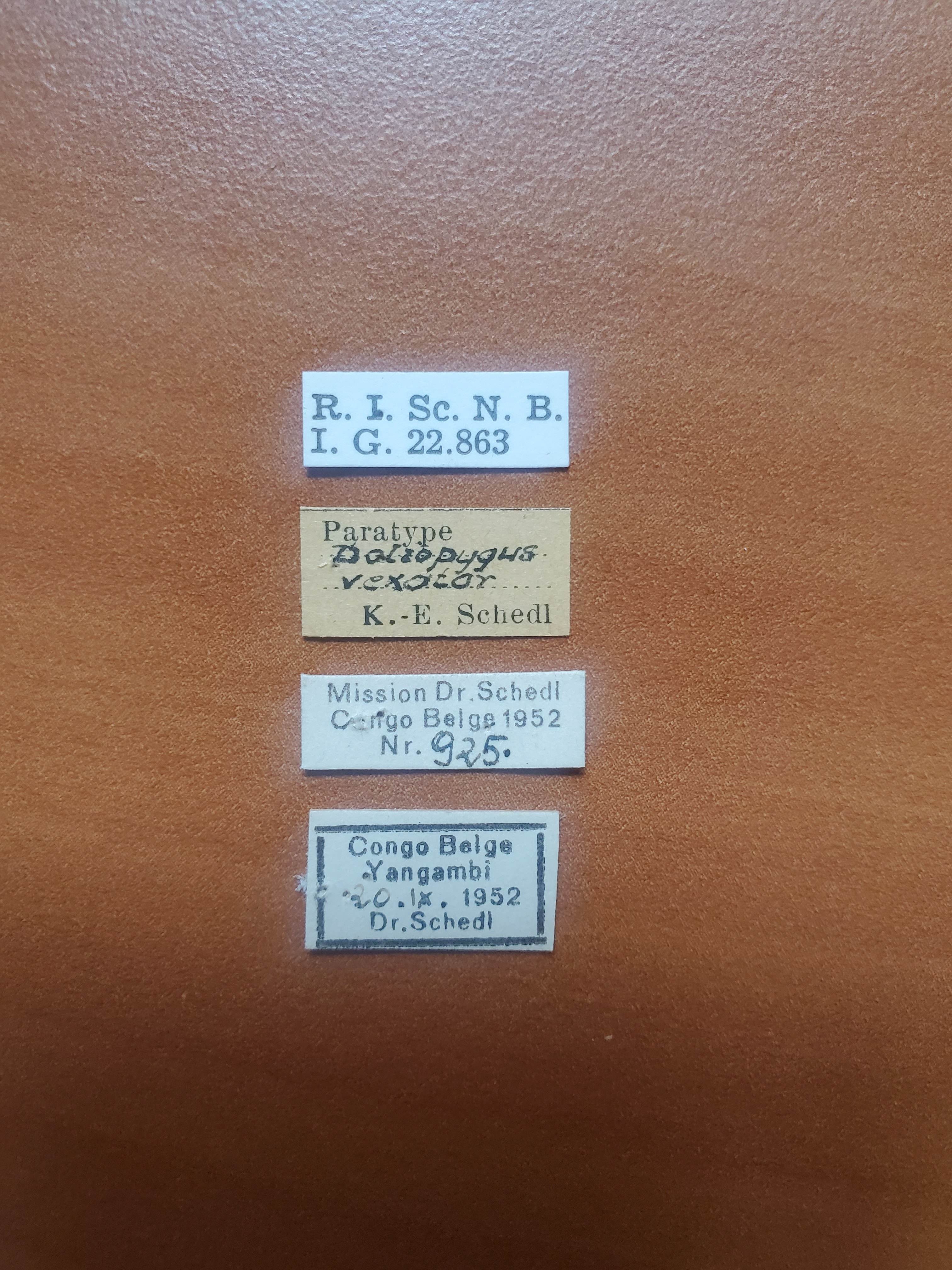 Doliopygus vexator pt Labels