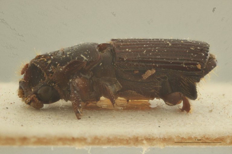 Doliopygus vexator pt L