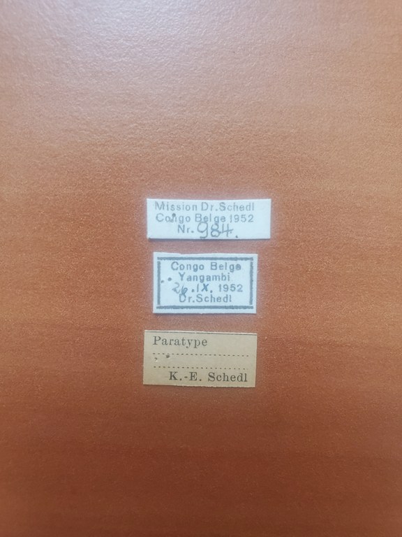 Doliopygus ukereweensis pt Labels