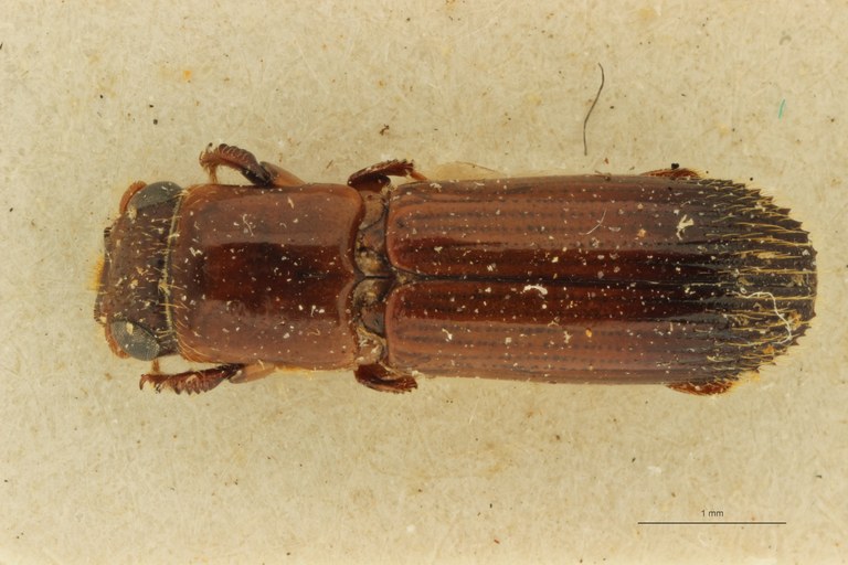 Mesoplatypus kitushi pt D