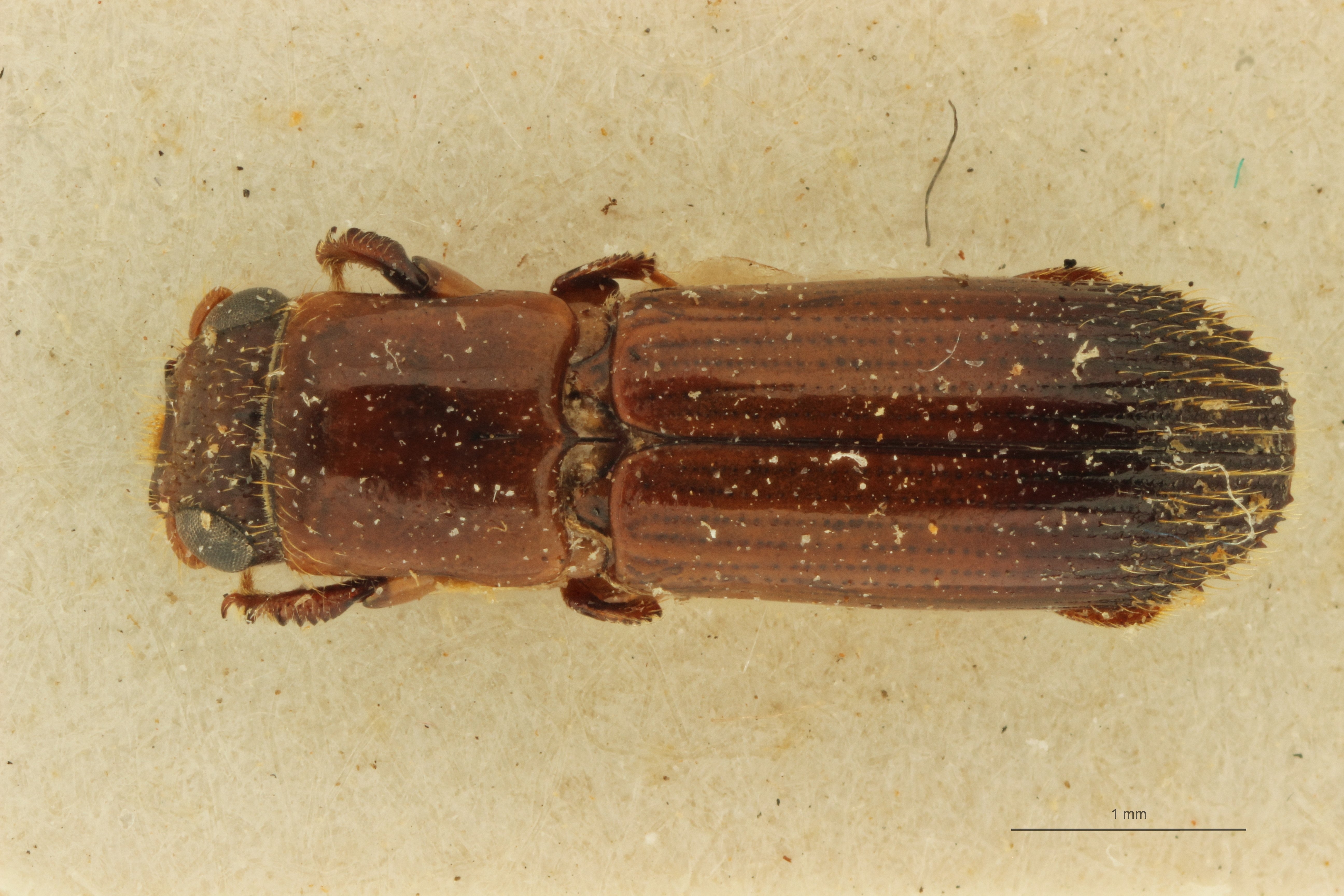 Mesoplatypus kitushi pt D