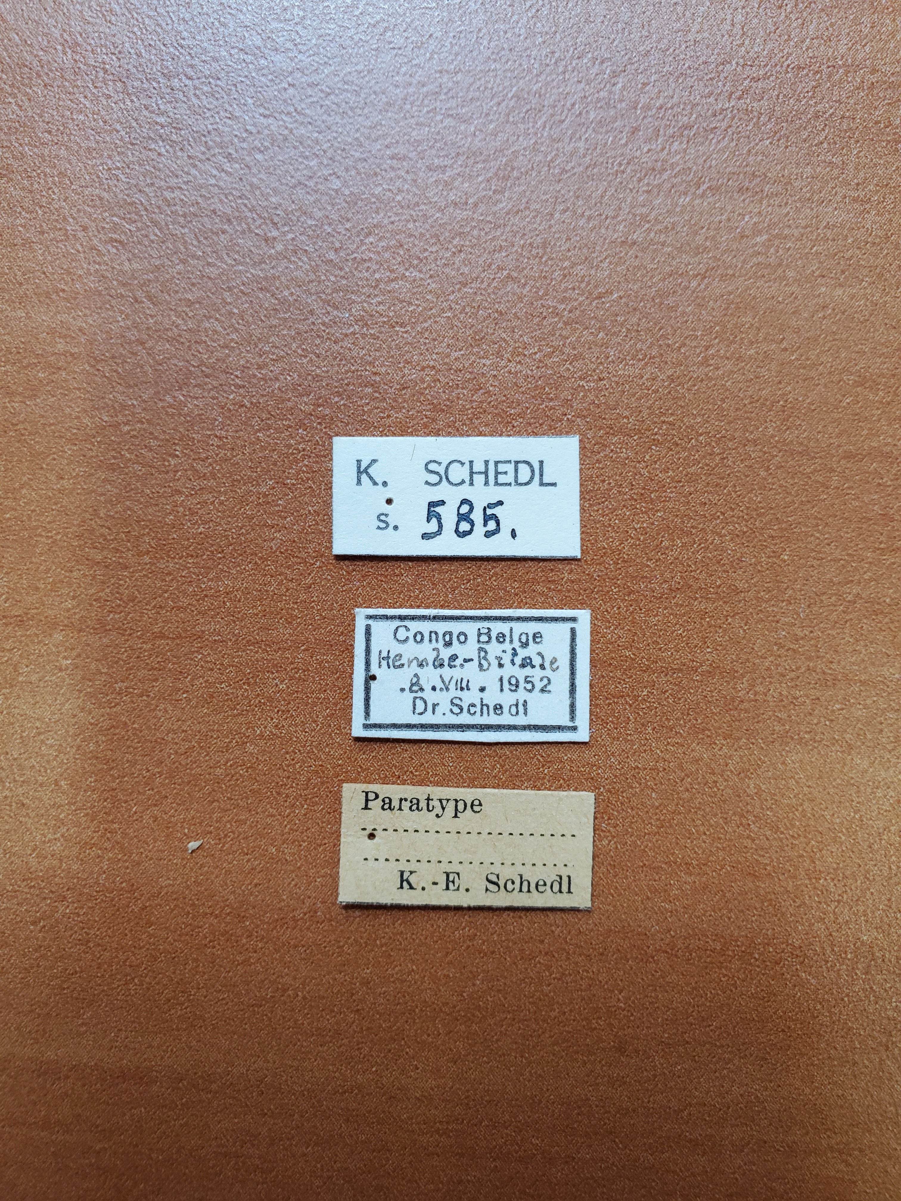 Mesoplatypus kitushi pt Labels