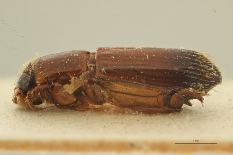 Mesoplatypus kitushi pt L