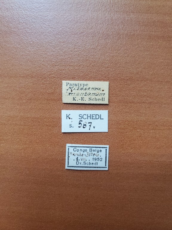 Mitosoma montanum pt Labels
