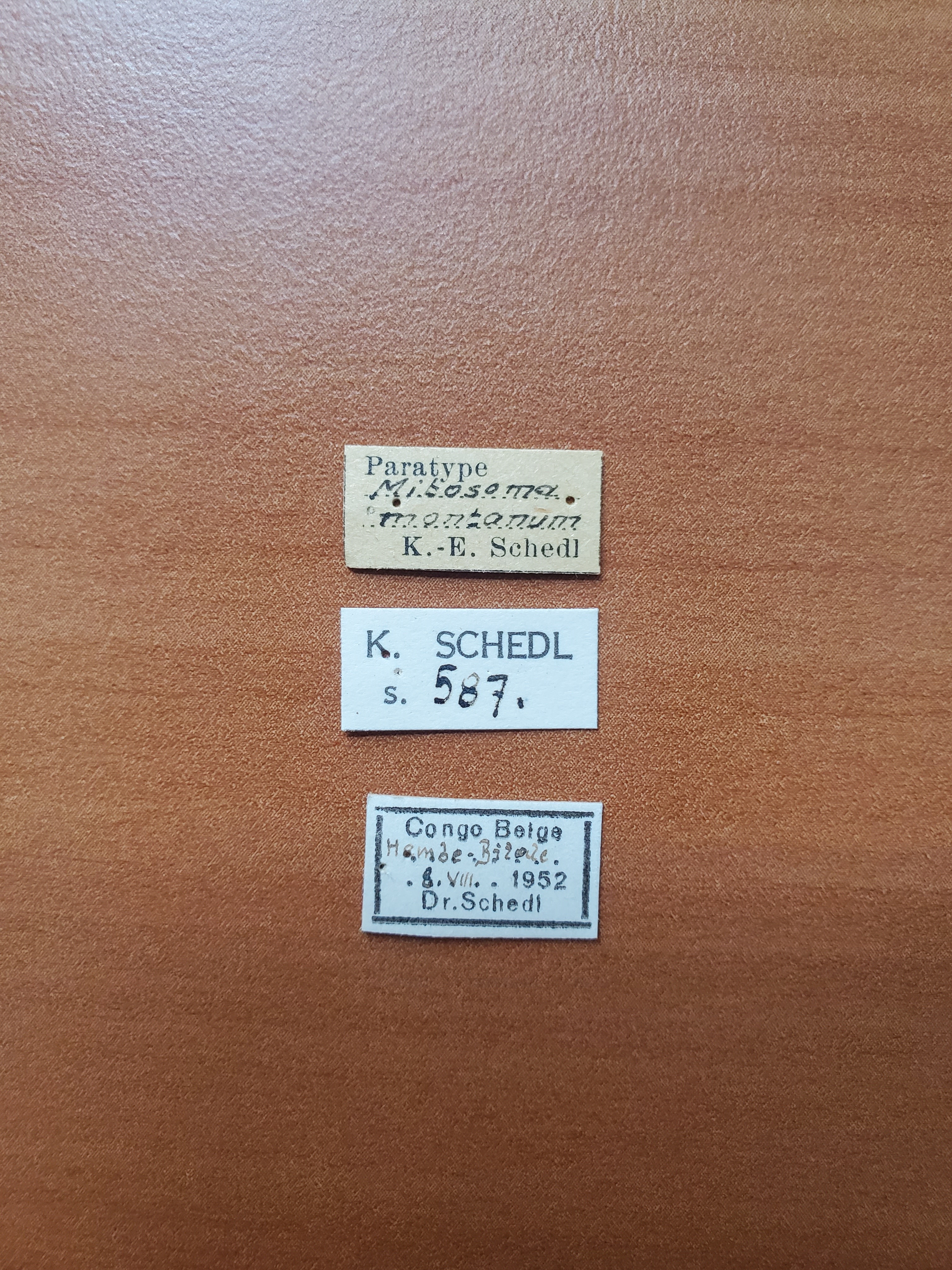 Mitosoma montanum pt Labels
