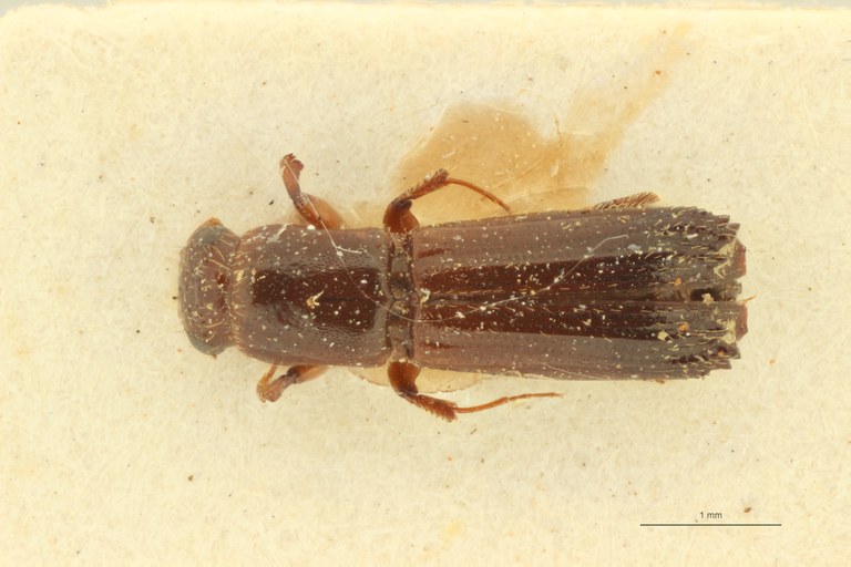 Mitosoma montanum pt D