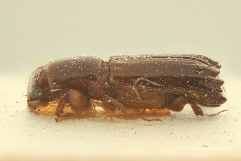 Mitosoma montanum pt L