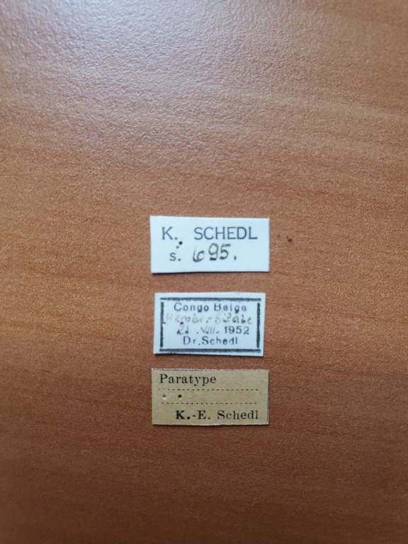 Mitosoma subalpinum pt Labels