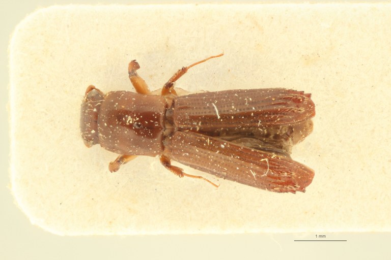 Mitosoma subalpinum pt D