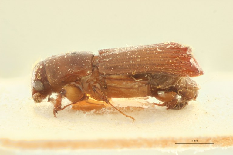 Mitosoma subalpinum pt L