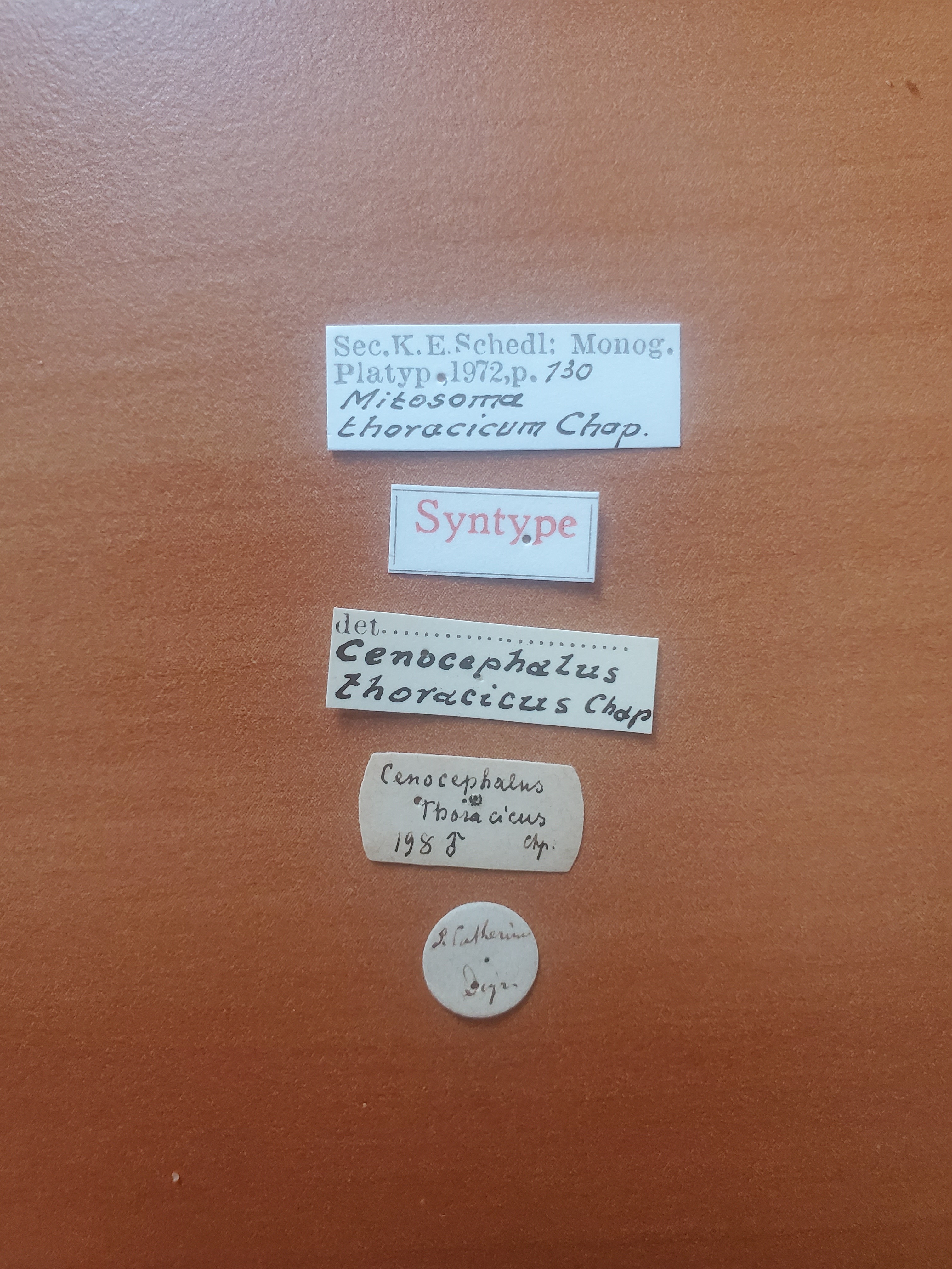 Mitosoma thoracicum st Labels