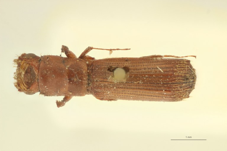 Mitosoma thoracicum st D
