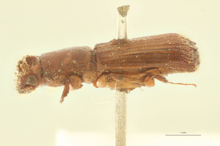 Mitosoma thoracicum st L