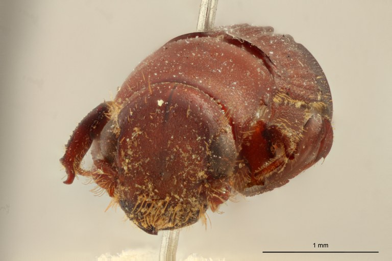 Neotrachyostus distinctus F ht F