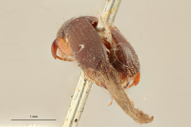Neotrachyostus filiformis M st Ba Neotrachyostus filiformis M st Ba