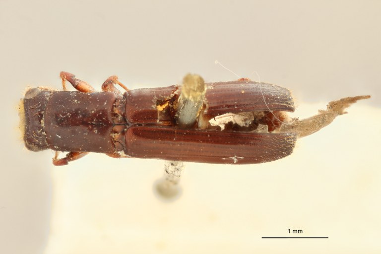 Neotrachyostus filiformis M st D Neotrachyostus filiformis M st D