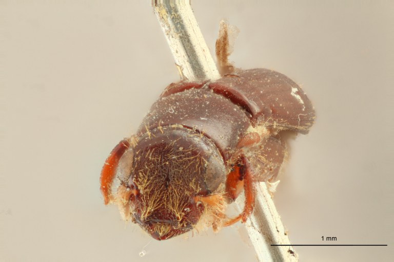 Neotrachyostus filiformis M st F Neotrachyostus filiformis M st F