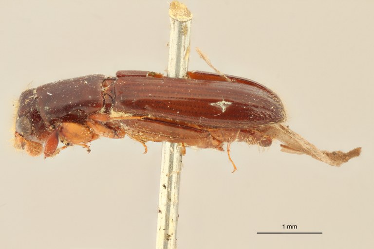 Neotrachyostus filiformis M st L Neotrachyostus filiformis M st L