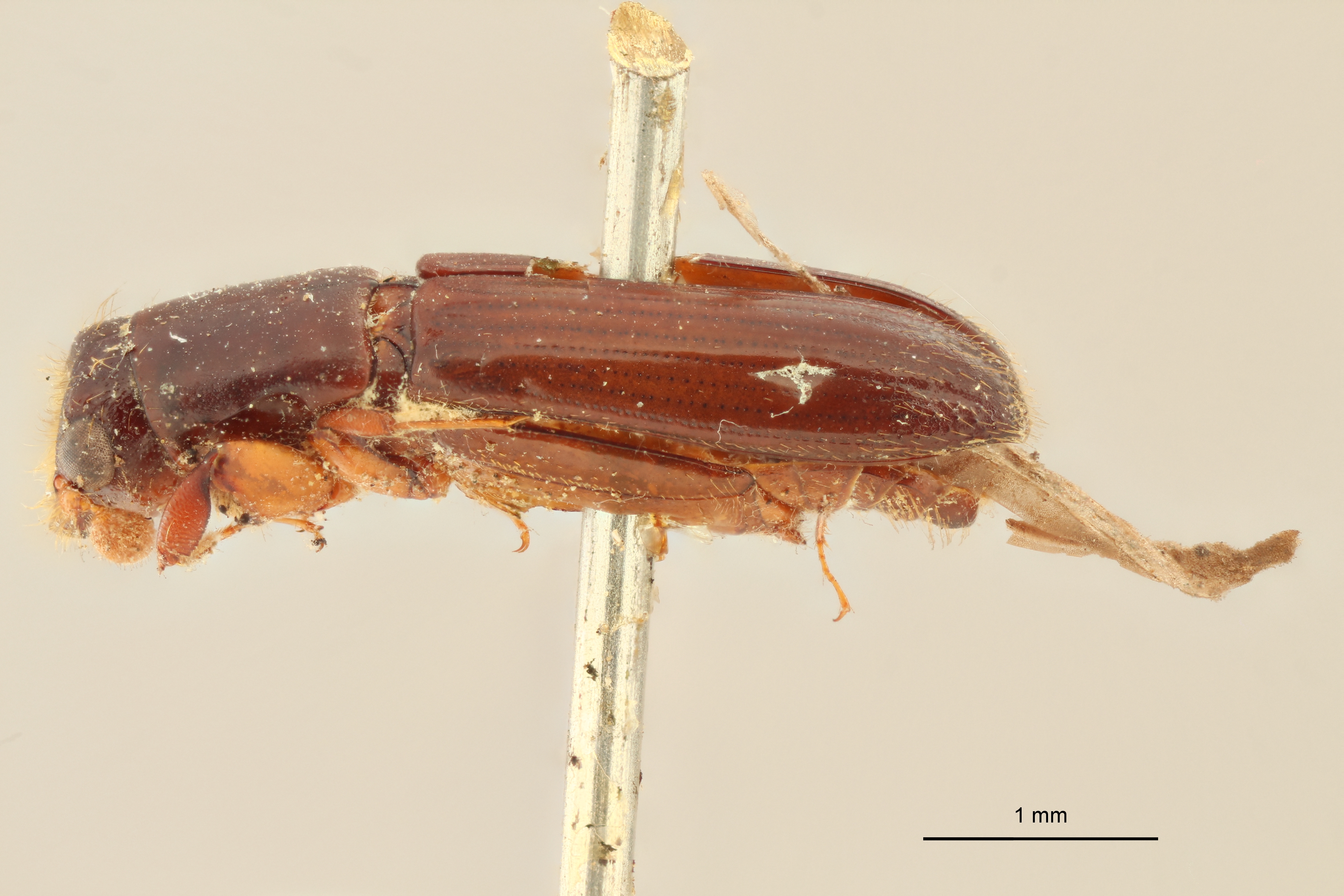 Neotrachyostus filiformis M st L