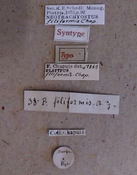 Neotrachyostus filiformis M st Labels Neotrachyostus filiformis M st Labels